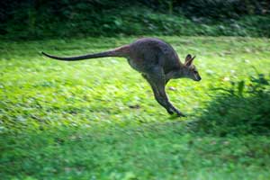 Le Kangourou, symbole de l'Australie