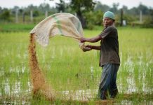 Paysan cambodgien au travail dans une rizière