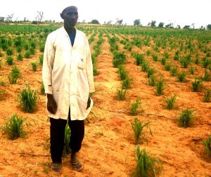 agroecologie au niger (projet ACF)